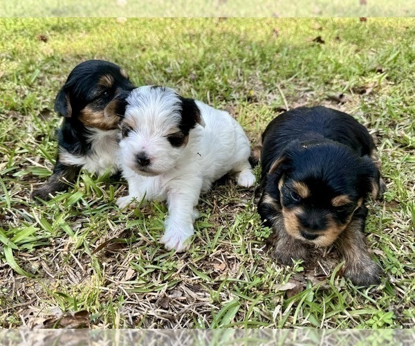 Medium Photo #4 Yorkshire Terrier Puppy For Sale in BROOKHAVEN, MS, USA