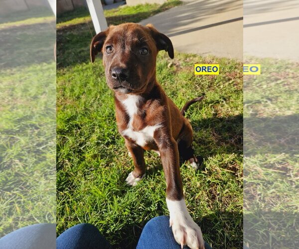 Medium Photo #3 Shepradors Puppy For Sale in Woodland Hills, CA, USA