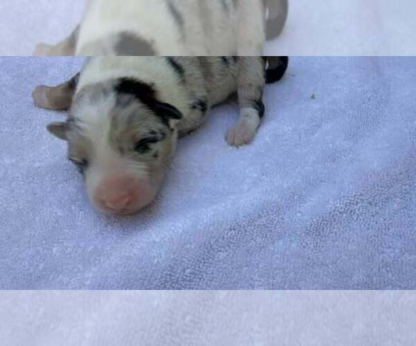 Medium Photo #1 Border Collie Puppy For Sale in MOSIER, OR, USA