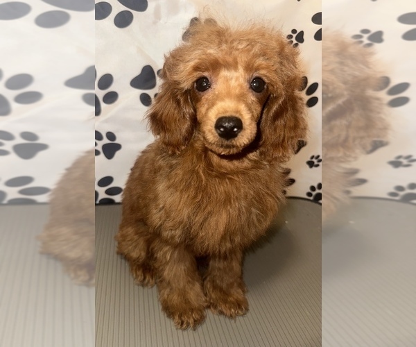 Medium Photo #1 Poodle (Toy) Puppy For Sale in BRONX, NY, USA