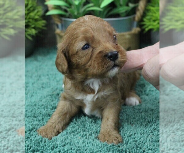 Medium Photo #1 Cavapoo (Miniature) Puppy For Sale in CARLISLE, KY, USA