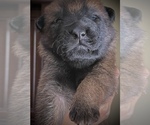 Small Photo #4 Malinois Puppy For Sale in SAN MARCOS, CA, USA