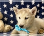 Small Photo #4 Sibercaan Puppy For Sale in LANCASTER, PA, USA