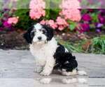 Small Photo #2 Cavapoo Puppy For Sale in MILLERSBURG, PA, USA