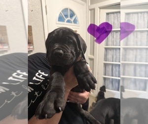 Medium Cane Corso