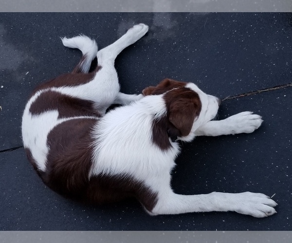 Medium Photo #1 Border Collie Puppy For Sale in LA GRANDE, OR, USA