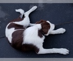 Small Photo #1 Border Collie Puppy For Sale in LA GRANDE, OR, USA