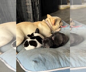 Mother of the French Bulldog puppies born on 05/23/2025