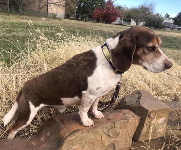 Medium Photo #1 Beagle Puppy For Sale in MUSTANG, OK, USA