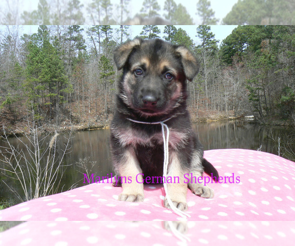 Medium Photo #1 German Shepherd Dog Puppy For Sale in PIEDMONT, MO, USA