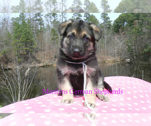 German Shepherd Dog Puppy for Sale in PIEDMONT, Missouri USA