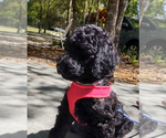 Small Photo #1 Poodle (Standard) Puppy For Sale in WIMAUMA, FL, USA