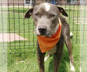 American Staffordshire Terrier-Unknown Mix Dogs for adoption in San Antonio, TX, USA