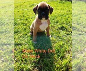 Boxer Puppy for sale in PELZER, SC, USA
