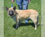 Small #1 German Shepherd Dog Mix