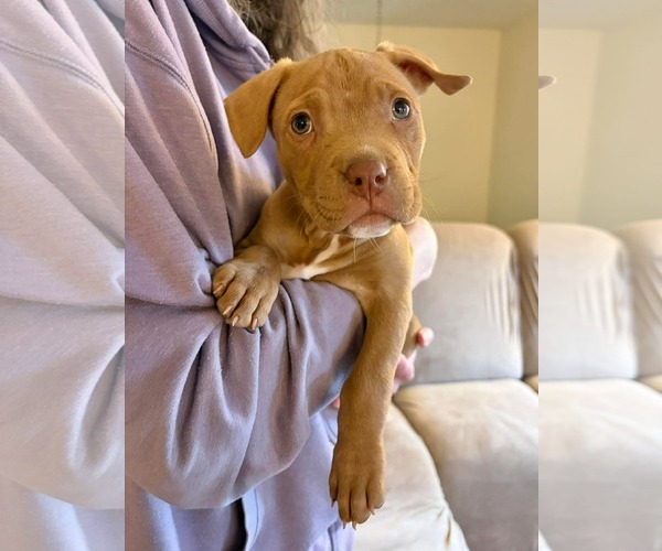 Medium Photo #3 Mutt Puppy For Sale in Derwood, MD, USA