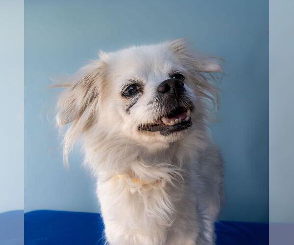 Medium Photo #1 Maltese Puppy For Sale in Pasadena, CA, USA