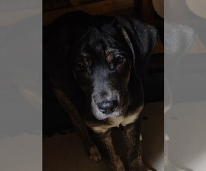 Border Collie-Great Dane Mix Puppy for sale in WINCHESTER, NH, USA