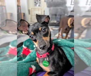 Chipin Dogs for adoption in Shermans Dale, PA, USA