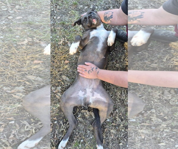 Medium Photo #5 Boxer-Unknown Mix Puppy For Sale in Anniston, AL, USA