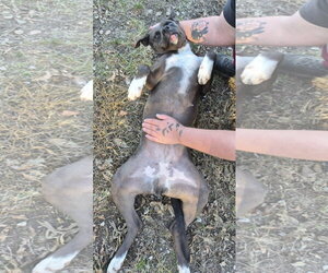 Indie - Female Boxer-Unknown Mix Dog for Adoption - Photo #5