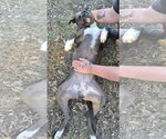 Small Photo #5 Boxer-Unknown Mix Puppy For Sale in Anniston, AL, USA