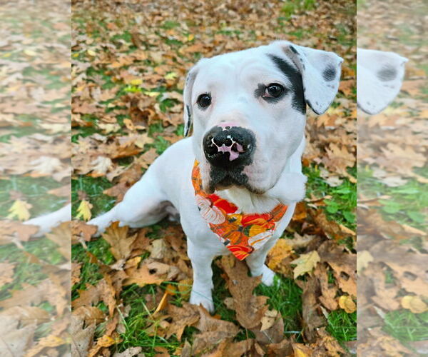 Medium Photo #2 American Bulldog-Labrador Retriever Mix Puppy For Sale in Westminster, MA, USA