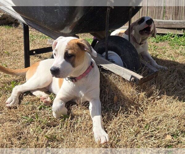 Medium Photo #27 American Pit Bull Terrier-Australian Shepherd Mix Puppy For Sale in OKLAHOMA CITY, OK, USA
