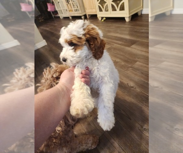 Medium Photo #2 Golden Cavadoodle Puppy For Sale in SAN TAN VALLEY, AZ, USA