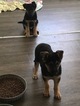 Small Photo #5 German Shepherd Dog Puppy For Sale in ADRIAN, MI, USA