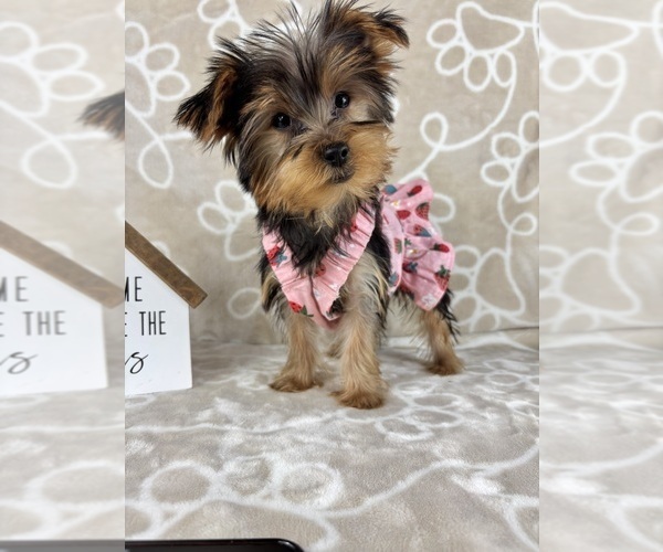 Medium Photo #1 Yorkshire Terrier Puppy For Sale in INDIANAPOLIS, IN, USA
