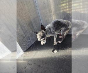Chihuahua Dogs for adoption in San Antonio, TX, USA