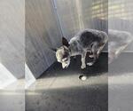 Small Chihuahua