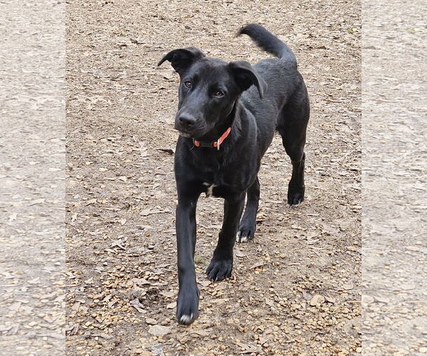 Medium Photo #9 Labrador Retriever-Unknown Mix Puppy For Sale in Corinth, MS, USA