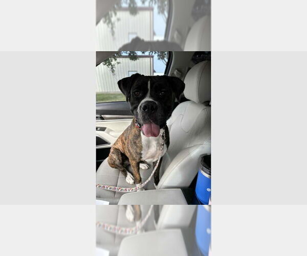 Medium Photo #2 Boxer Puppy For Sale in Austin, TX, USA