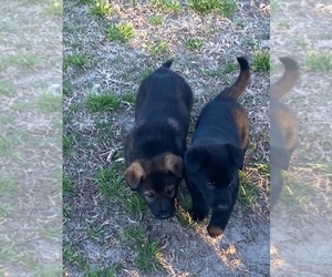 German Shepherd Dog Puppy for sale in BEULAVILLE, NC, USA