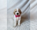 Small #2 Goldendoodle