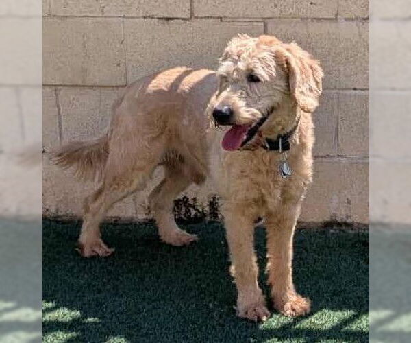 Medium Photo #4 Labradoodle Puppy For Sale in McKinney, TX, USA