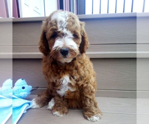 Medium Photo #3 Goldendoodle (Miniature) Puppy For Sale in GORDONVILLE, PA, USA
