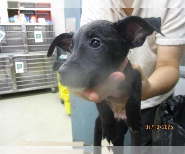 Medium Photo #1 American Pit Bull Terrier Puppy For Sale in Oklahoma City, OK, USA