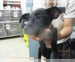 Small American Pit Bull Terrier