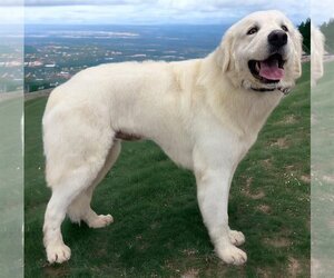 Great Pyrenees-Unknown Mix Dogs for adoption in Wakefield, RI, USA