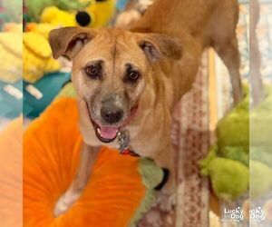 Labrador Retriever-Unknown Mix Dogs for adoption in Washington, DC, USA
