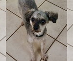 Small #2 Poodle (Miniature)