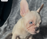 Small #5 French Bulldog