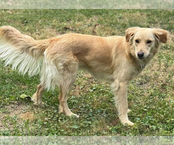 Medium Photo #6 Golden Retriever-Unknown Mix Puppy For Sale in Ocean Springs, MS, USA