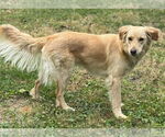 Small #5 Golden Retriever Mix