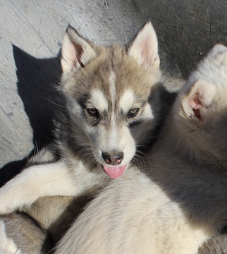 Medium Photo #2 Wolf Hybrid Puppy For Sale in CLARKSVILLE, TN, USA