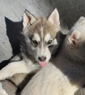 Small Photo #2 Wolf Hybrid Puppy For Sale in CLARKSVILLE, TN, USA
