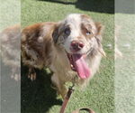 Small #3 Australian Shepherd Mix